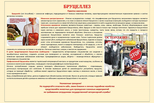 Бруцеллез!